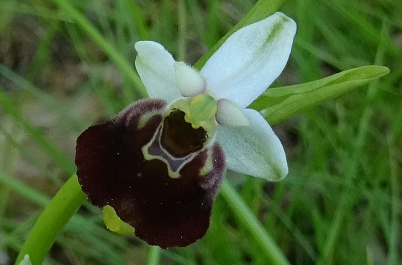 Ophrys holosericea, tetraloniae o untchjii ? ......holosericea.